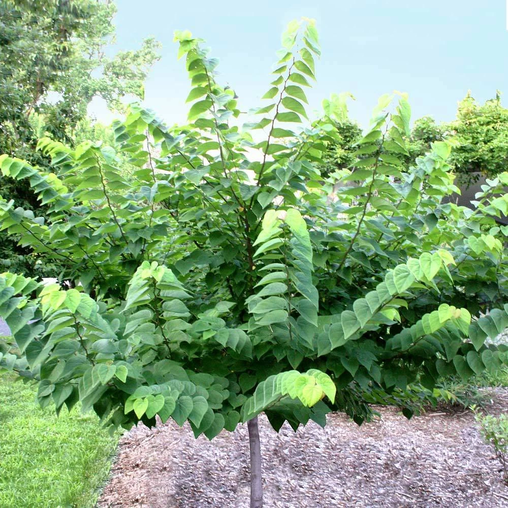 Ace Of Hearts Redbud Tree - Image 3