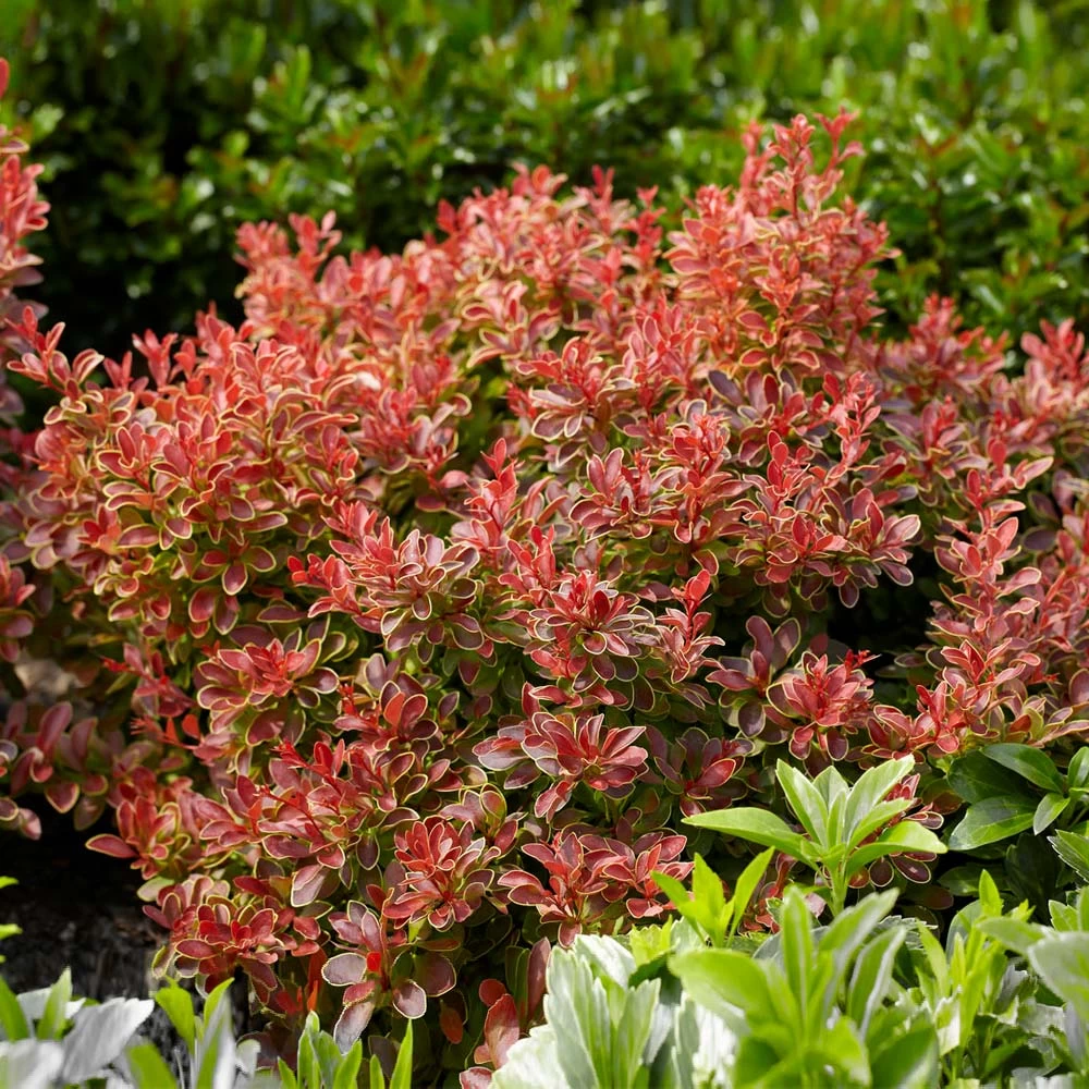 Admiration Barberry Shrub - Image 3