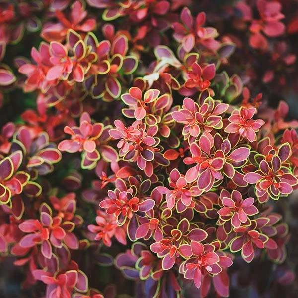 Admiration Barberry Shrub