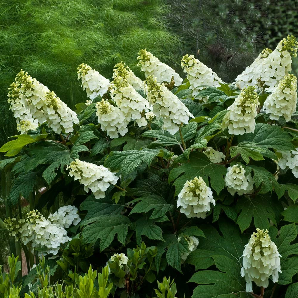 Alice Oakleaf Hydrangea - Image 2