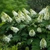 Alice Oakleaf Hydrangea