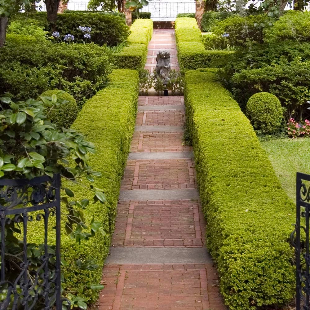 American Boxwood Shrub - Image 6