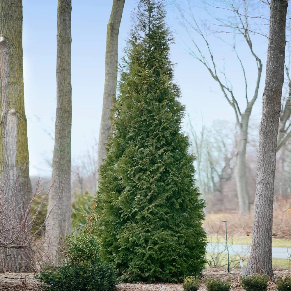 Full Speed A Hedge® American Pillar Arborvitae - Image 4