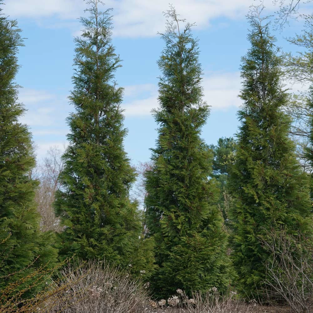 Full Speed A Hedge® American Pillar Arborvitae - Image 5