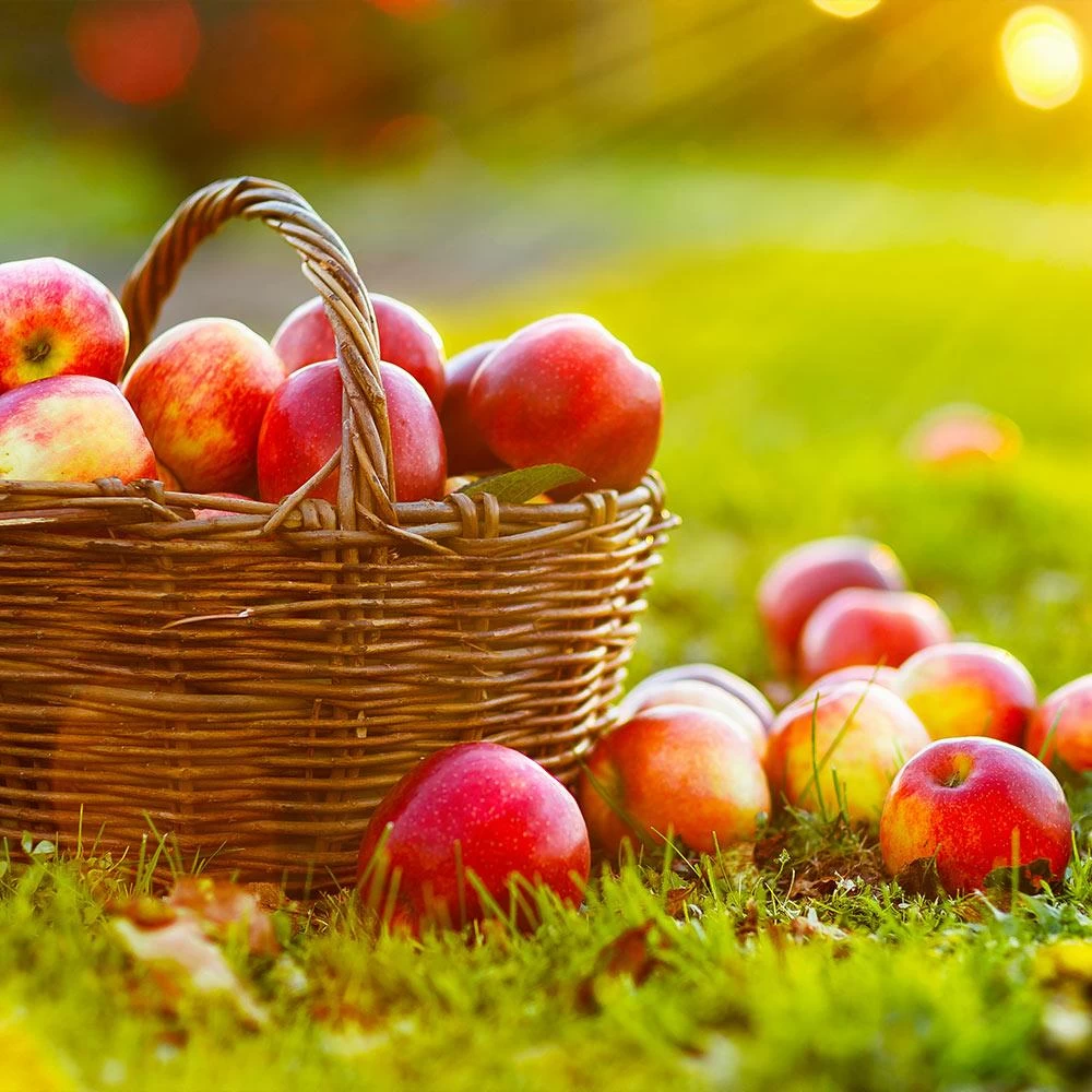 Anna Apple Tree - Image 2