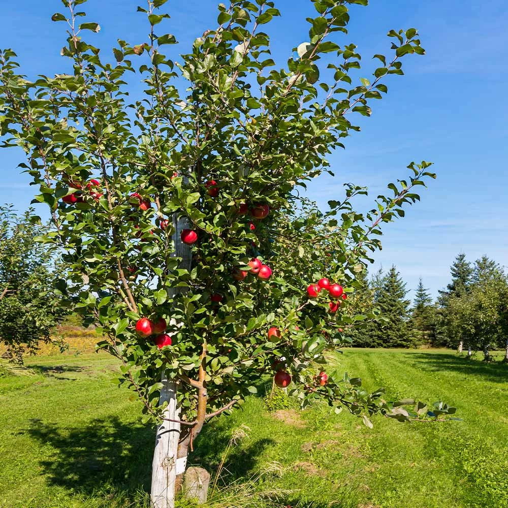 Anna Apple Tree - Image 3
