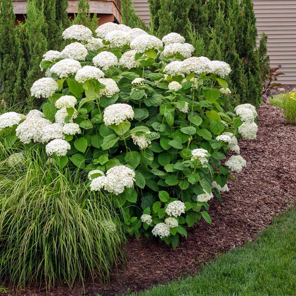 Annabelle Hydrangea Shrub - Image 2