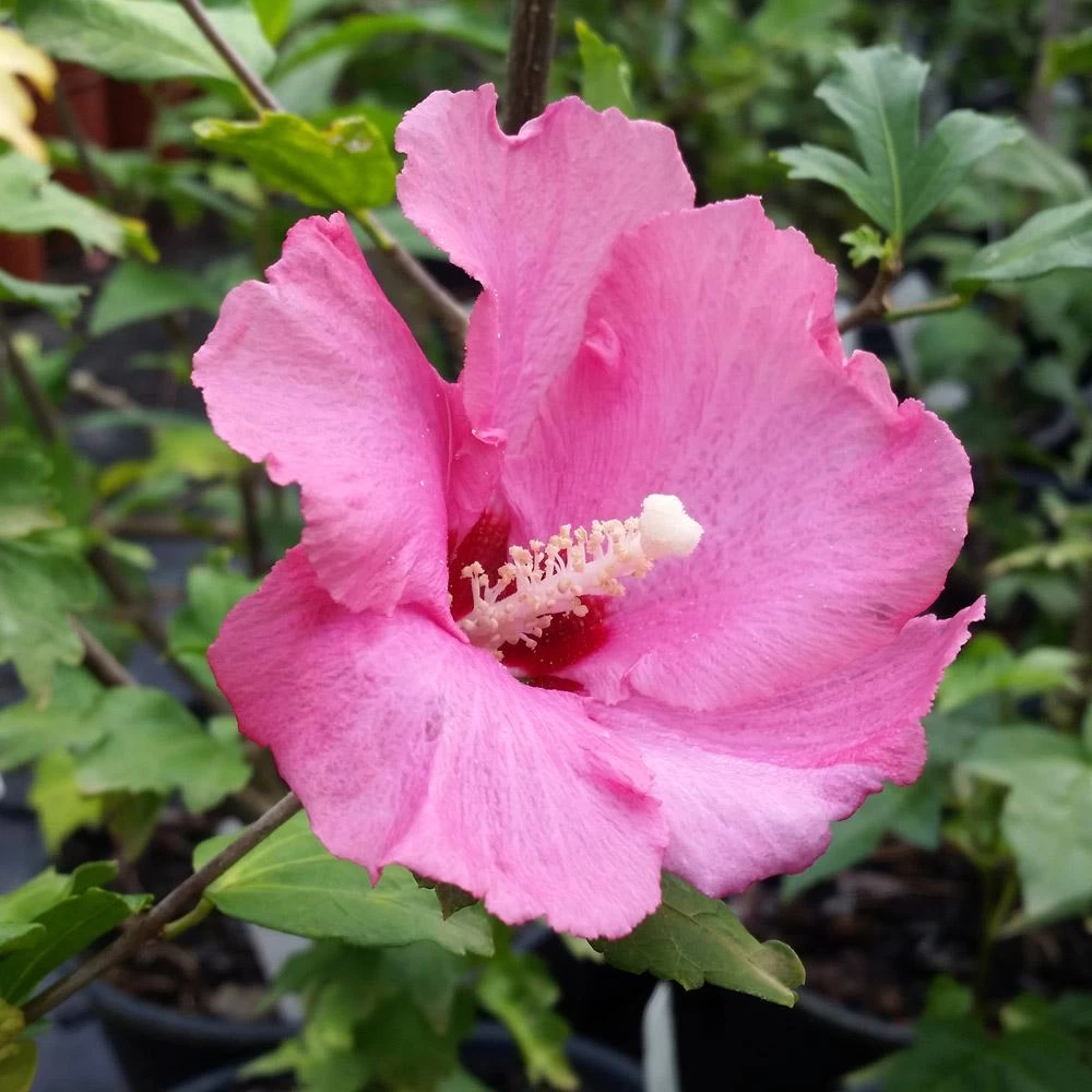 Aphrodite Rose Of Sharon Althea Shrub - Image 3