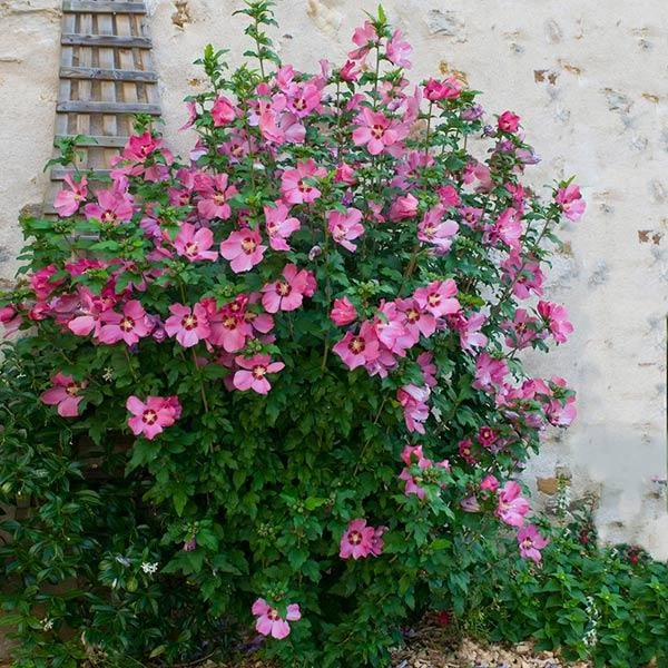 Aphrodite Rose Of Sharon Althea Shrub