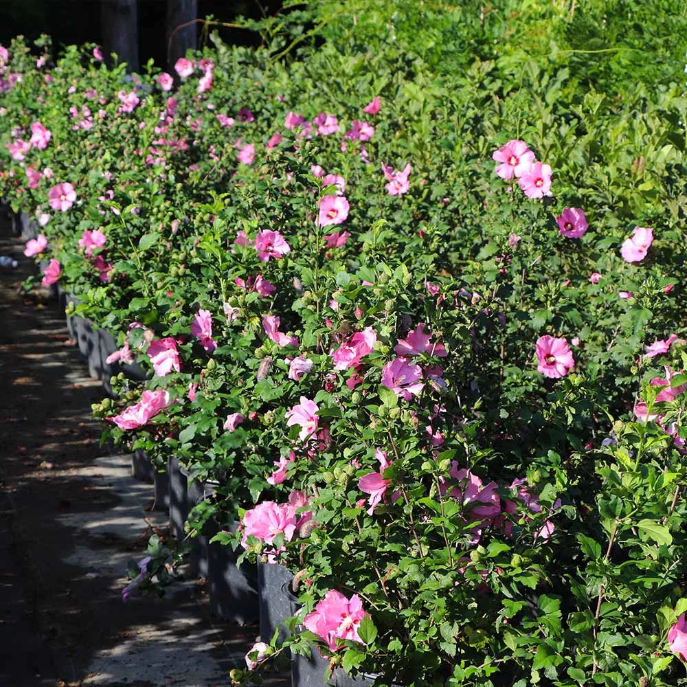 Aphrodite Rose Of Sharon Althea Shrub - Image 4