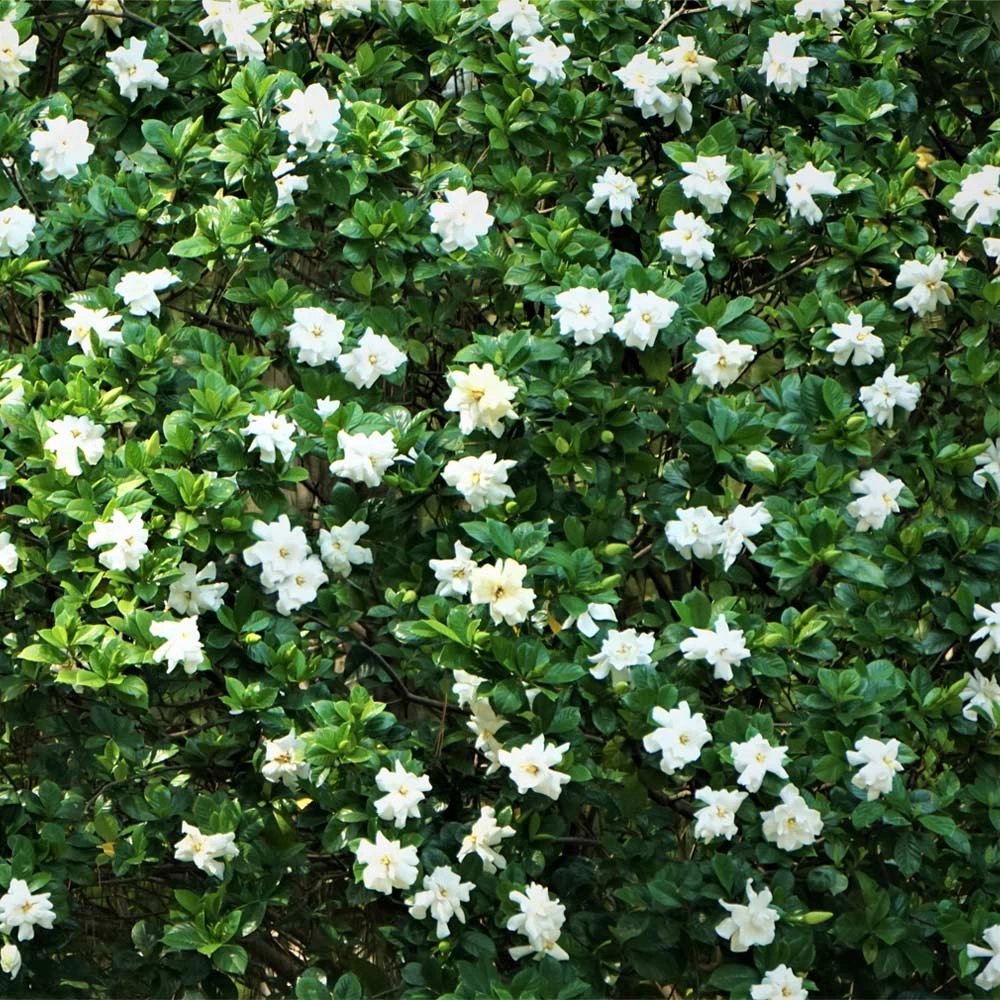August Beauty Gardenia Shrub - Image 2