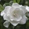 August Beauty Gardenia Shrub