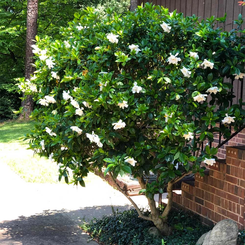 August Beauty Gardenia Shrub - Image 5