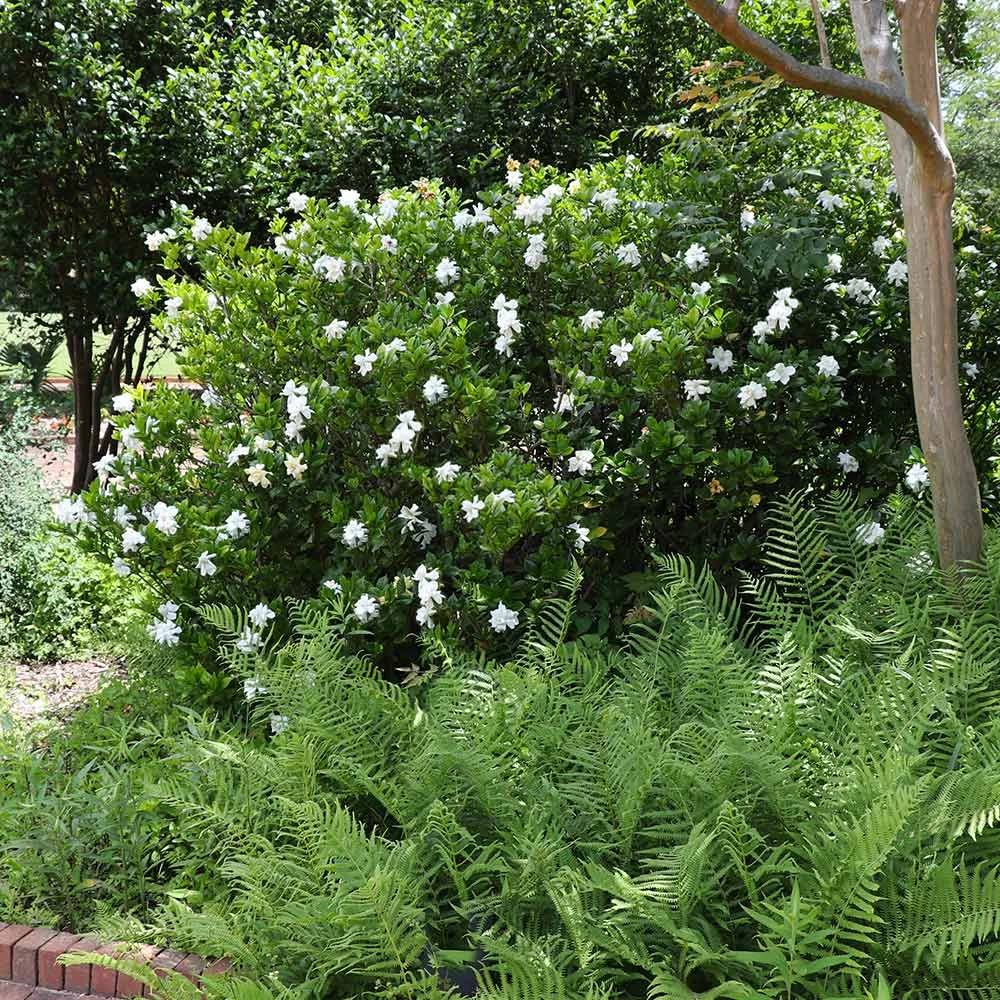 August Beauty Gardenia Shrub - Image 4