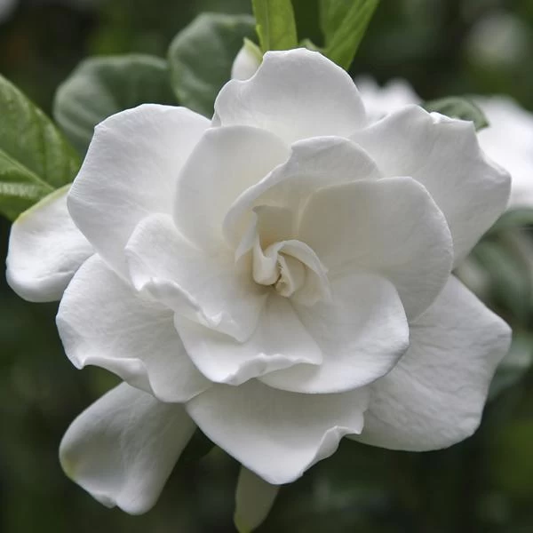 August Beauty Gardenia Shrub - Image 3