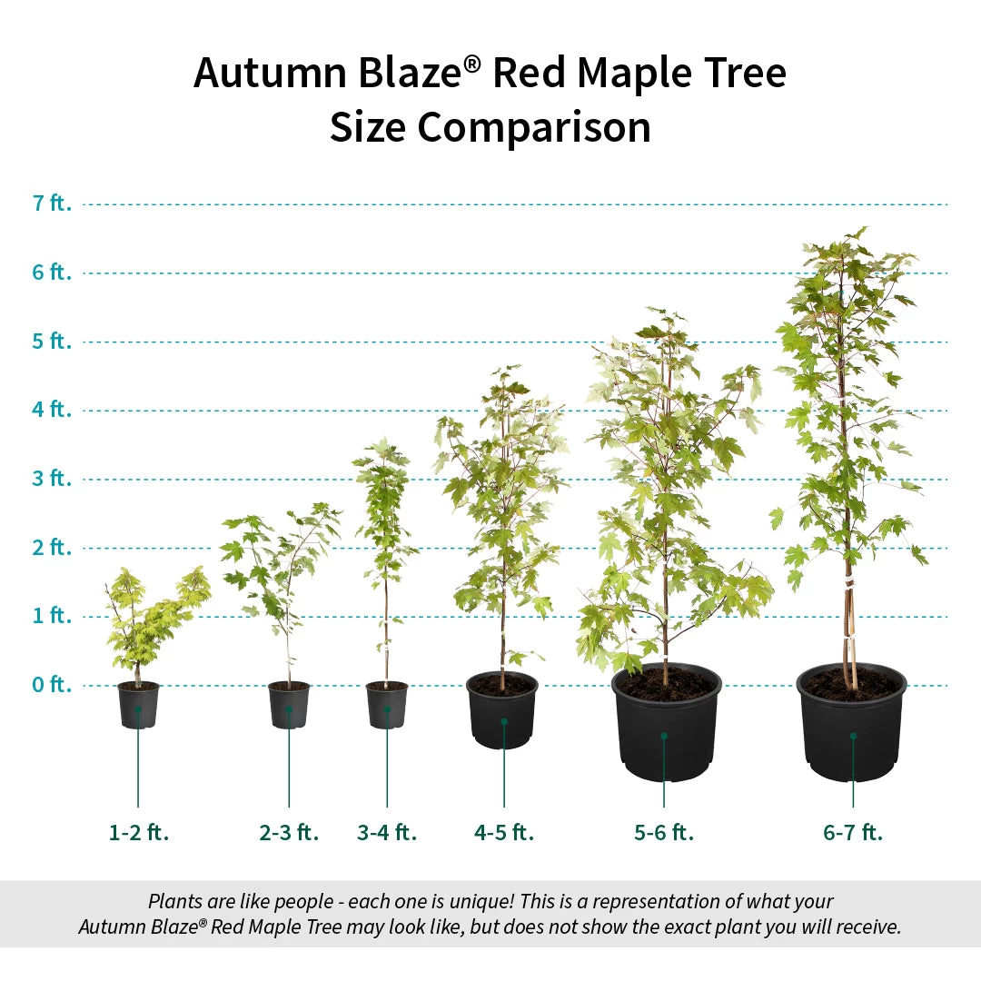 Autumn BlazeĀ® Red Maple Tree - Image 8