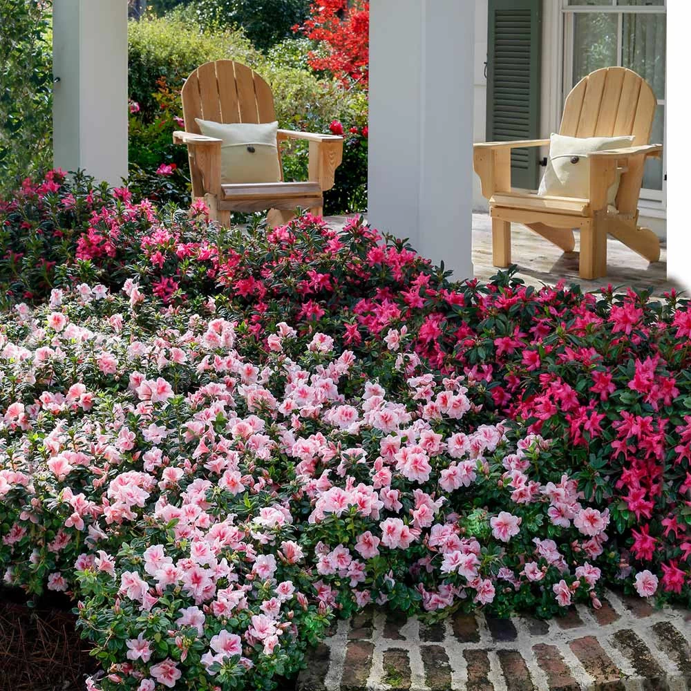 Autumn BelleĀ® EncoreĀ® Azalea Shrub - Image 2