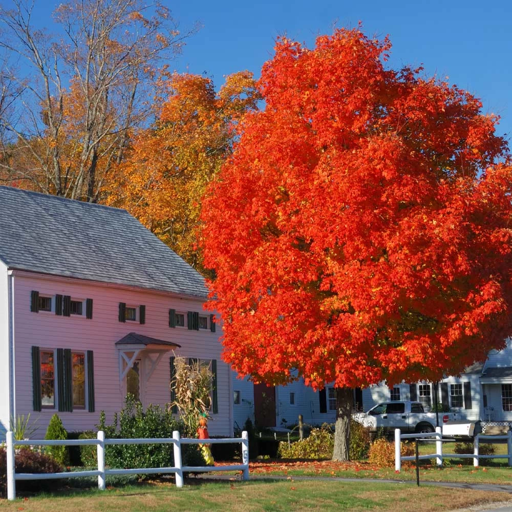 Autumn BlazeĀ® Red Maple Tree - Image 2
