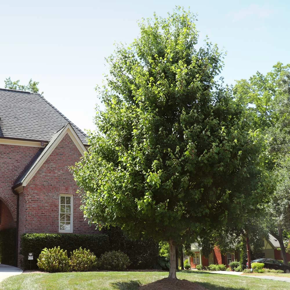 Autumn BlazeĀ® Red Maple Tree - Image 7