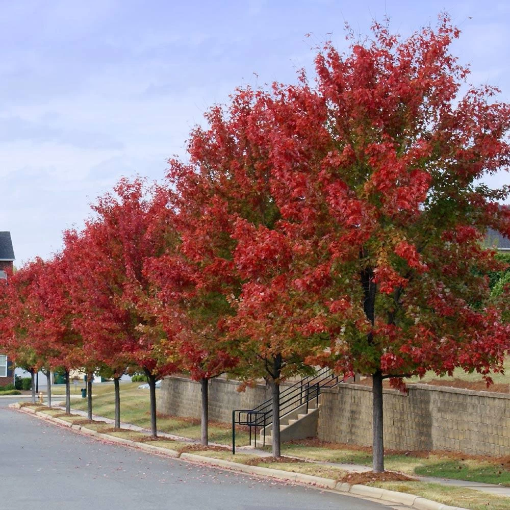 Autumn BlazeĀ® Red Maple Tree - Image 5