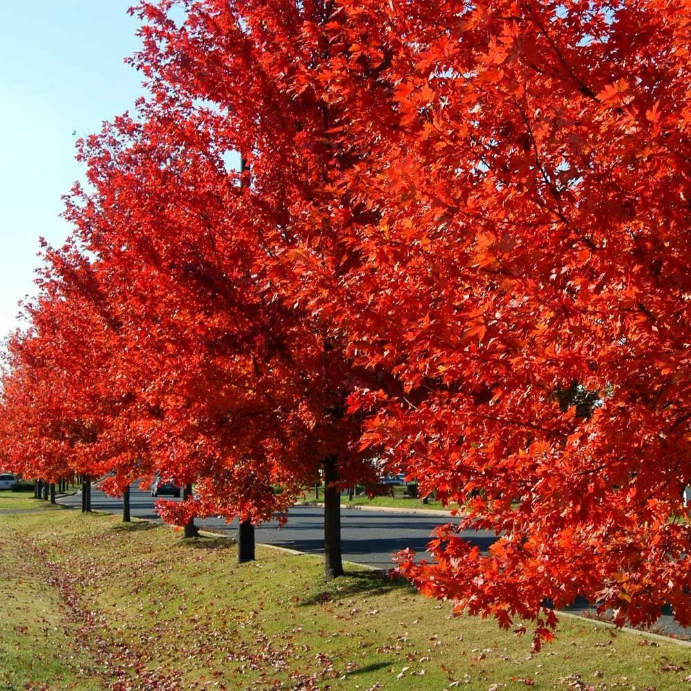 Autumn BlazeĀ® Red Maple Tree - Image 4