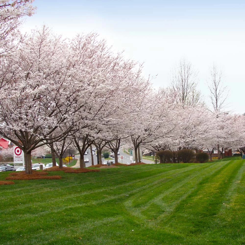Autumn Cherry Tree - Image 5