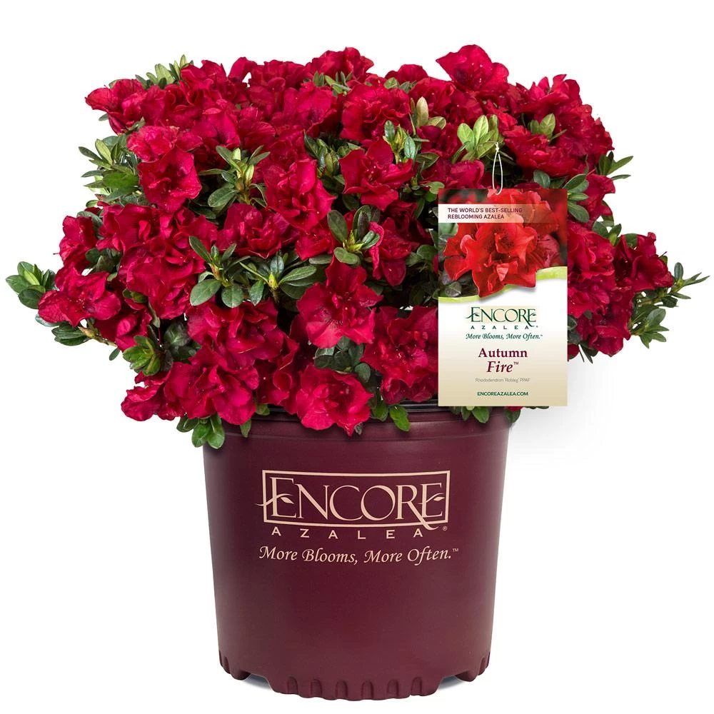 Autumn Fire® Encore® Azalea Shrub - Image 5