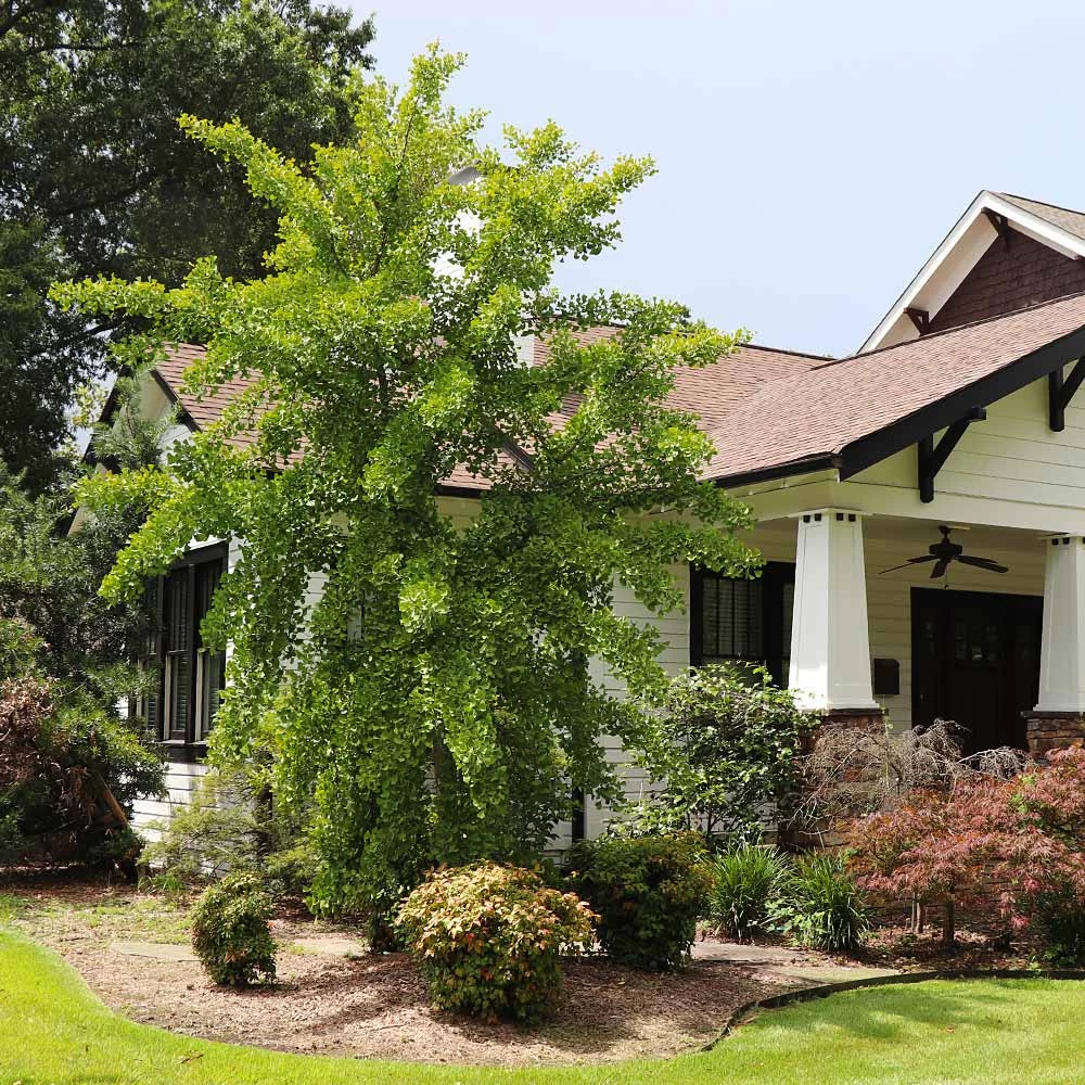 Autumn Gold Ginkgo Tree - Image 3