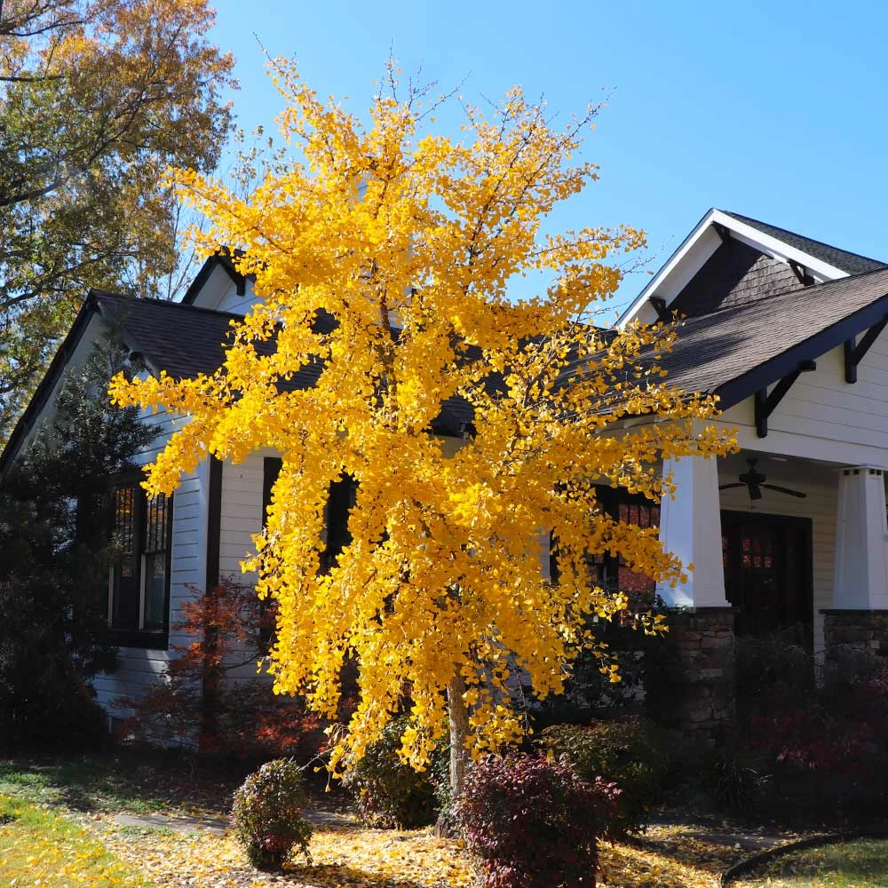 Autumn Gold Ginkgo Tree - Image 4