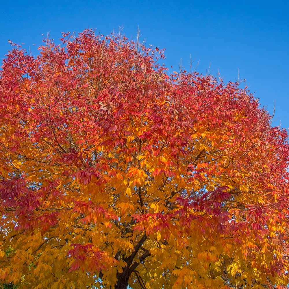 Autumn Purple Ash Tree - Image 3