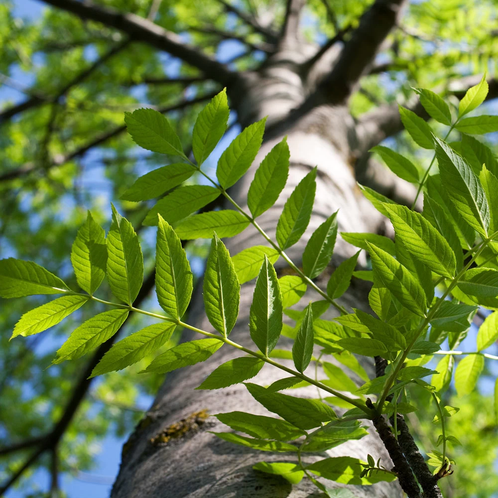 Autumn Purple Ash Tree - Image 6