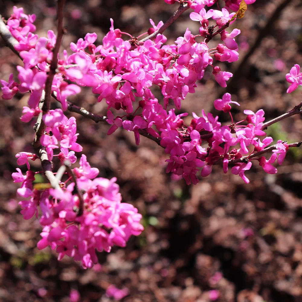 Avondale Redbud Tree - Image 3