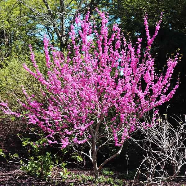 Avondale Redbud Tree