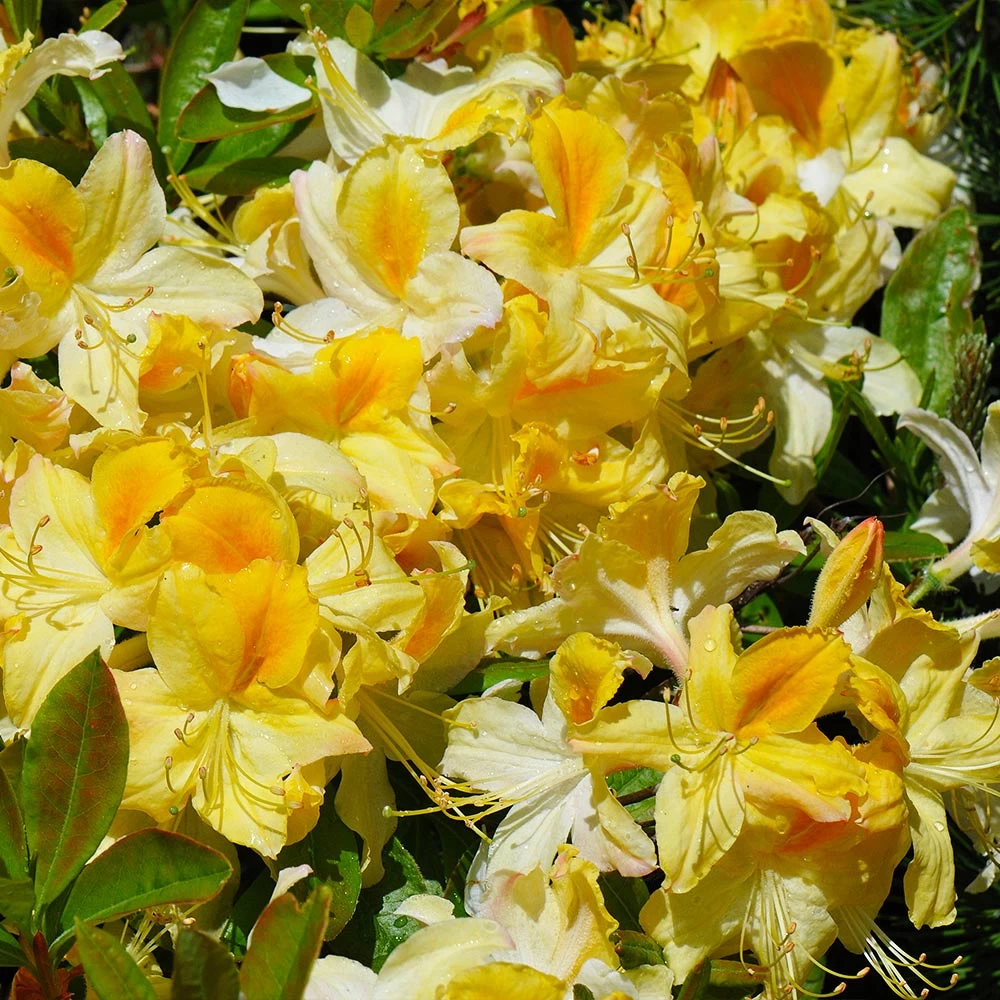 Lemon Lights Azalea Shrub - Image 3