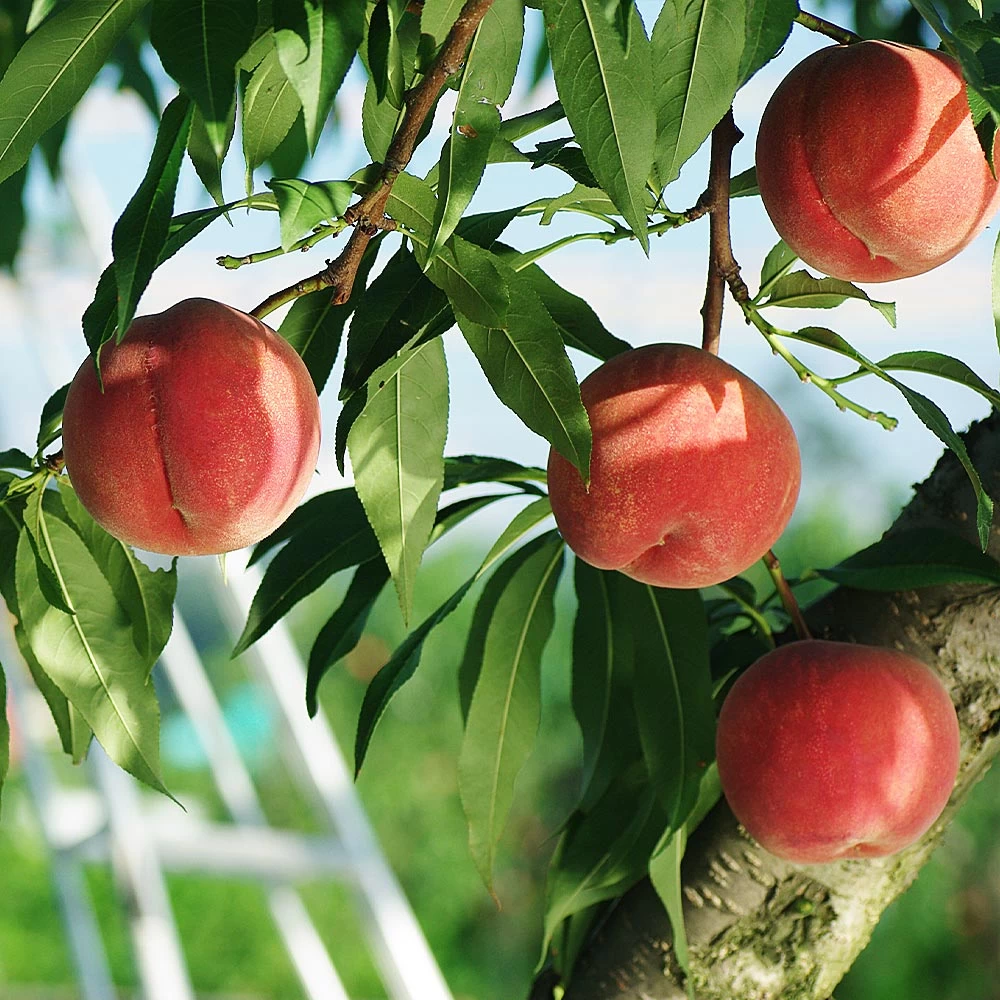 Babcock Peach Tree - Image 2
