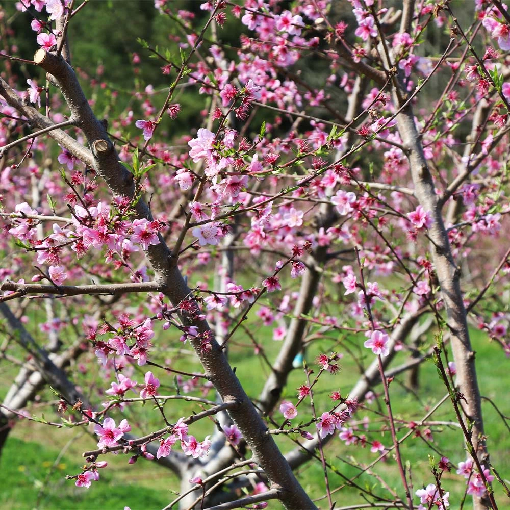 Babcock Peach Tree - Image 3