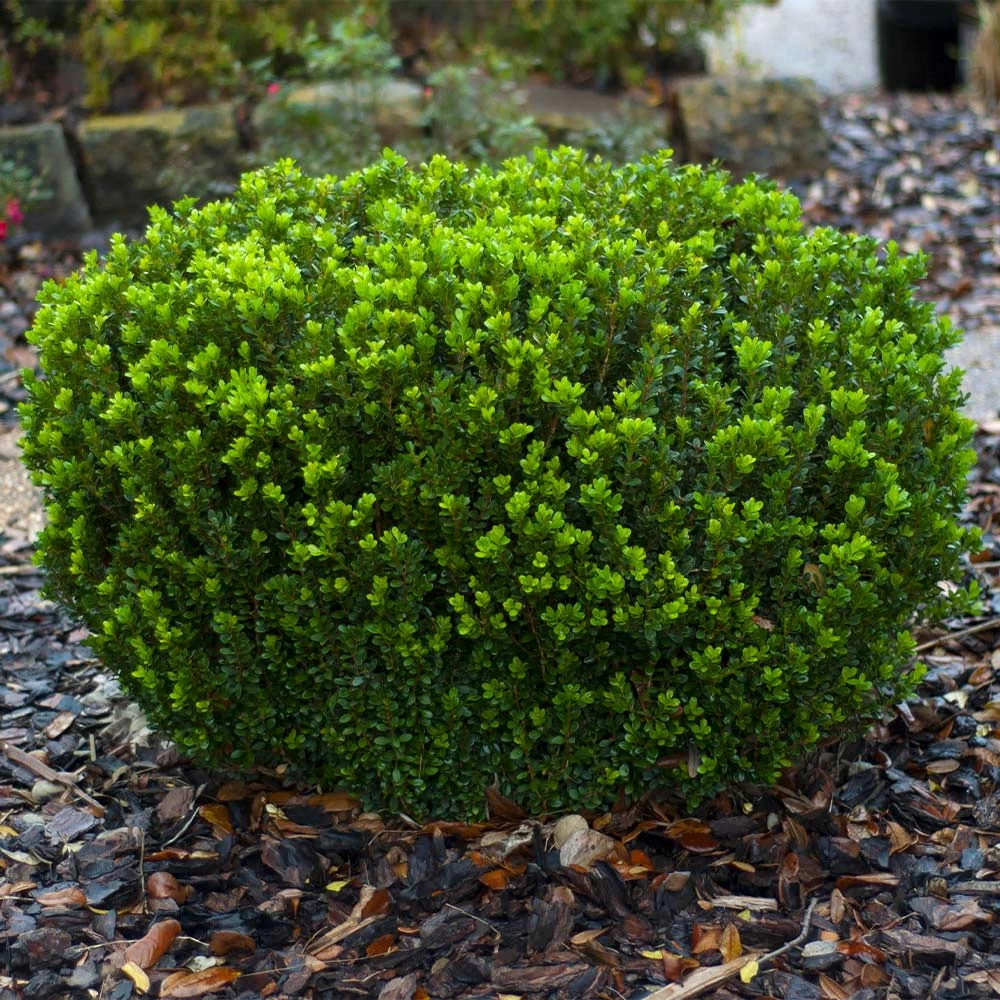 Baby Gem™ Boxwood Shrub - Image 6