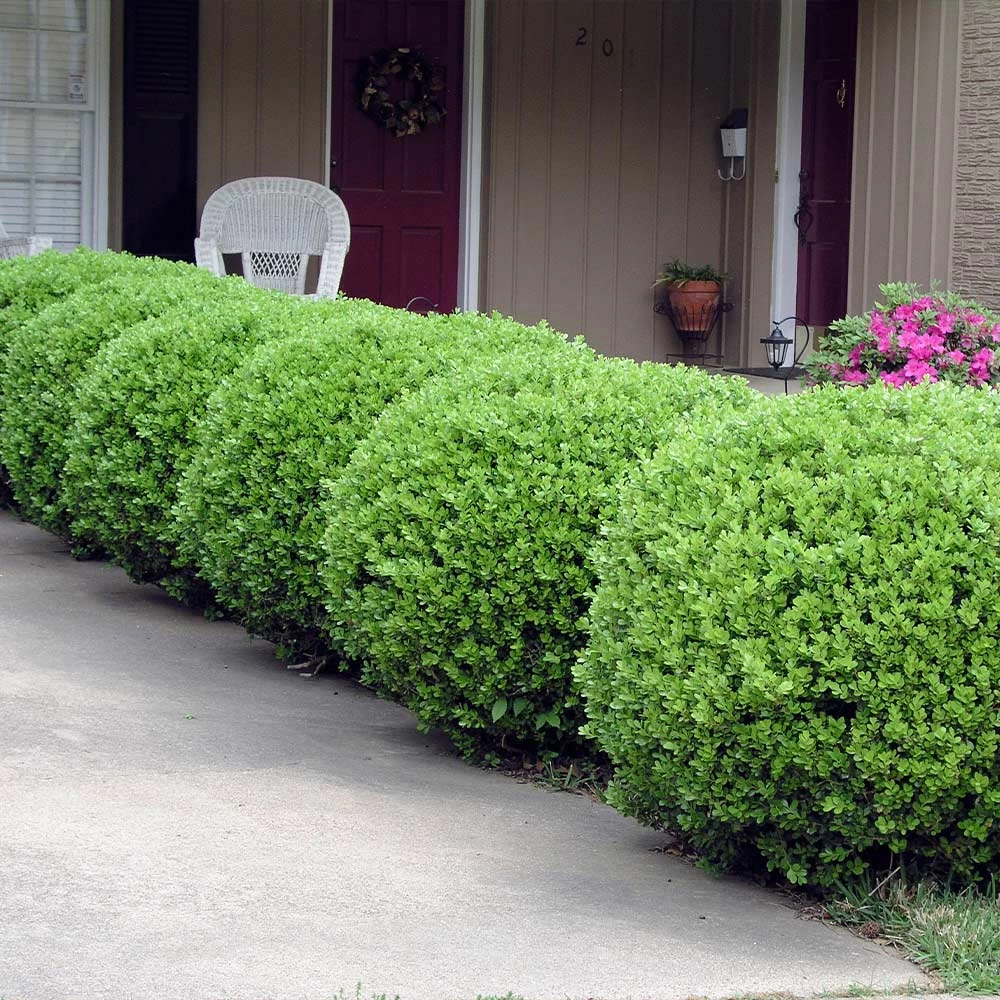 Baby Gem™ Boxwood Shrub - Image 4