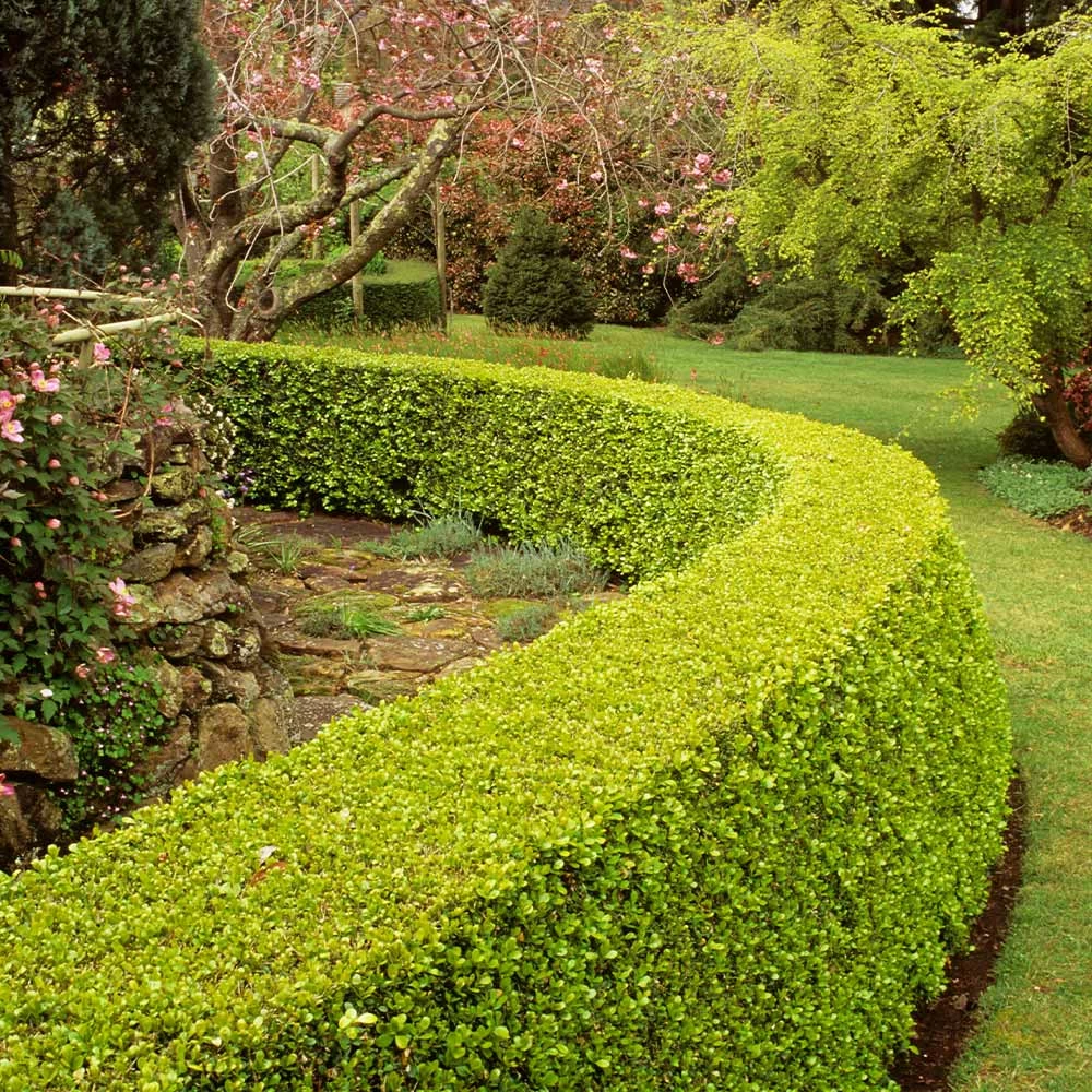 Baby Gem™ Boxwood Shrub - Image 2