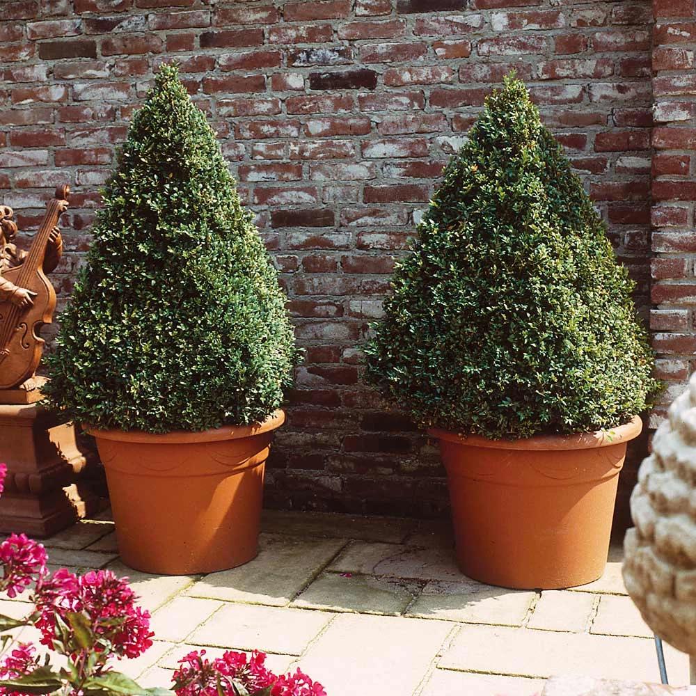 Baby Gem™ Boxwood Shrub - Image 5