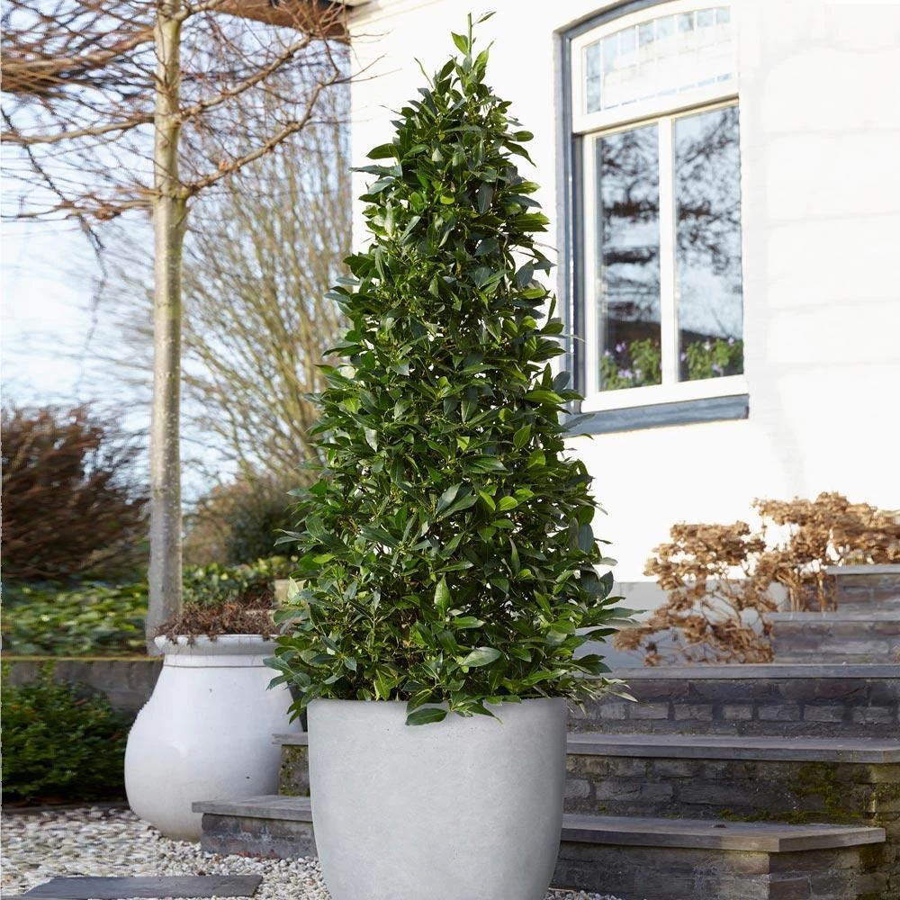 Bay Laurel Tree - Image 2
