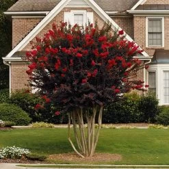 Black DiamondĀ® Crape Myrtle - Best Redā¢