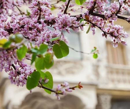 Black Pearlâ„¢ Redbud Tree - Image 2