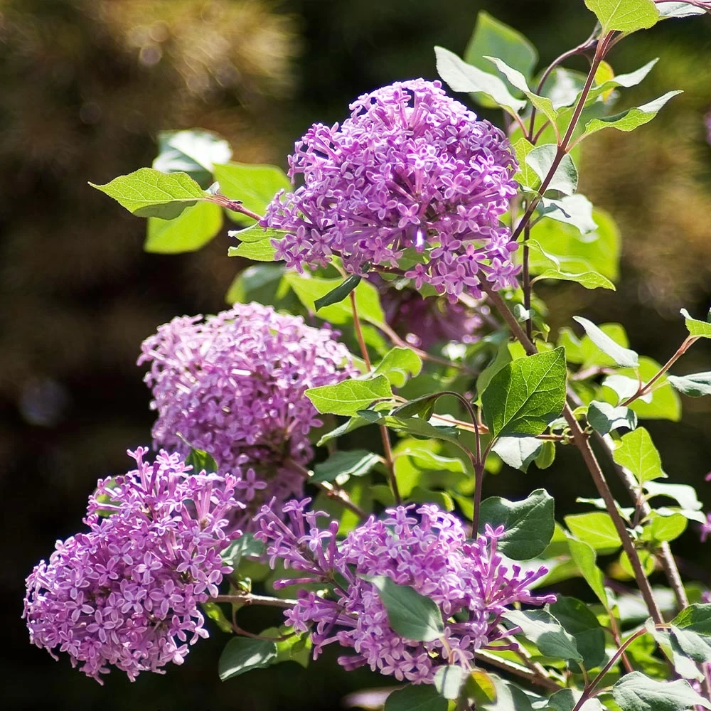 Bloomerang® Lilac Shrub - Image 3