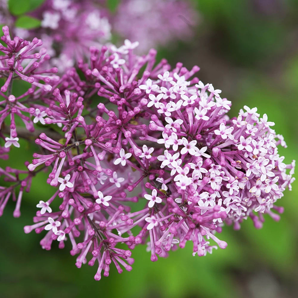 Bloomerang® Lilac Shrub - Image 4