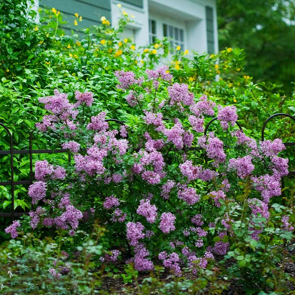 Bloomerang® Lilac Shrub - Image 2