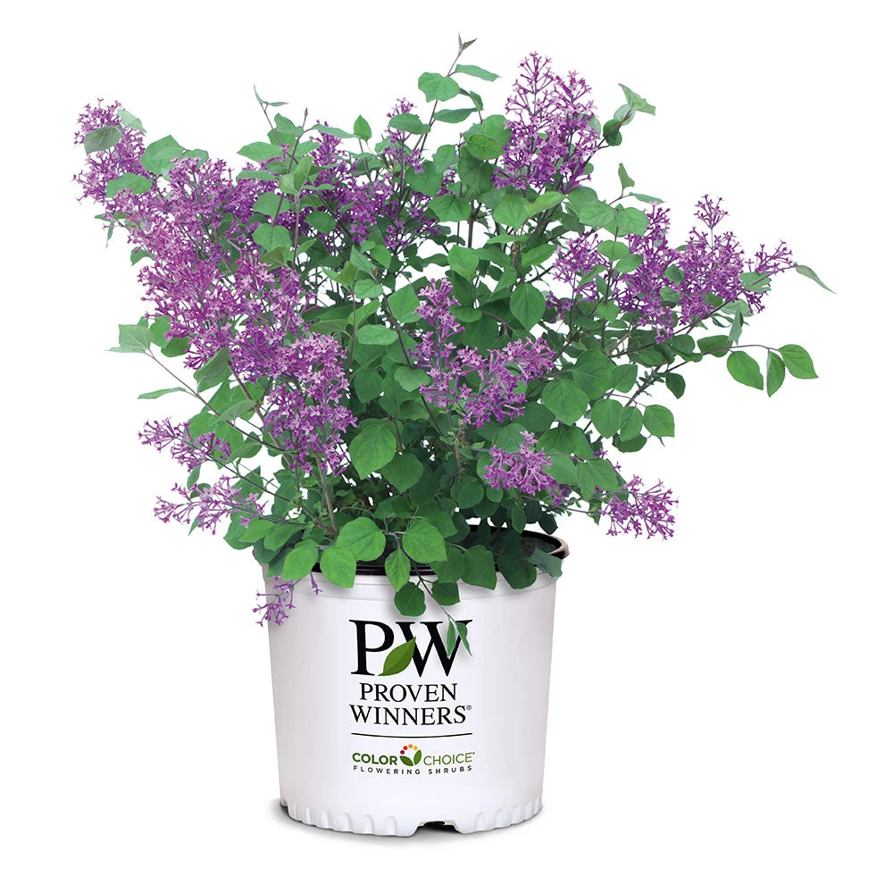 Bloomerang® Lilac Shrub - Image 6