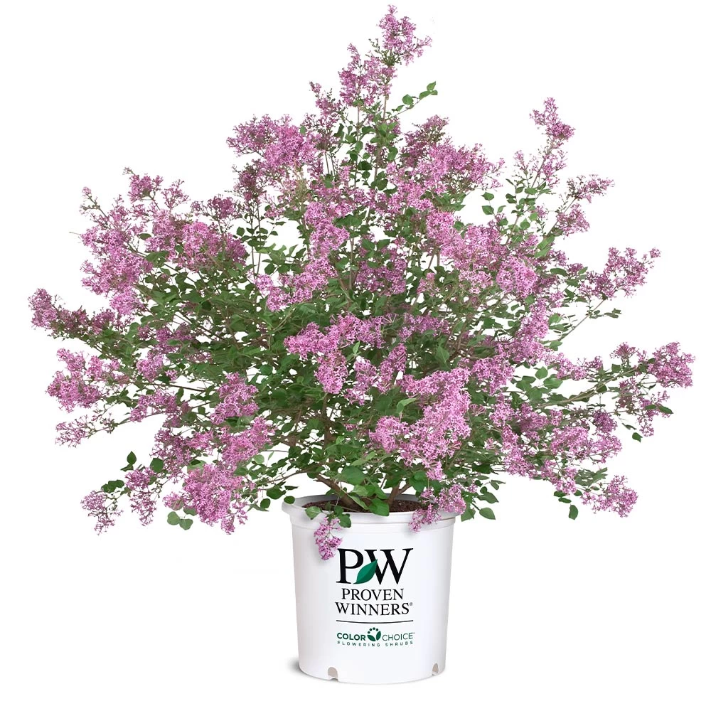 Bloomerang® Lilac Shrub - Image 7