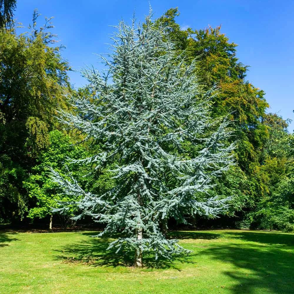 Blue Atlas Cedar Tree - Image 3