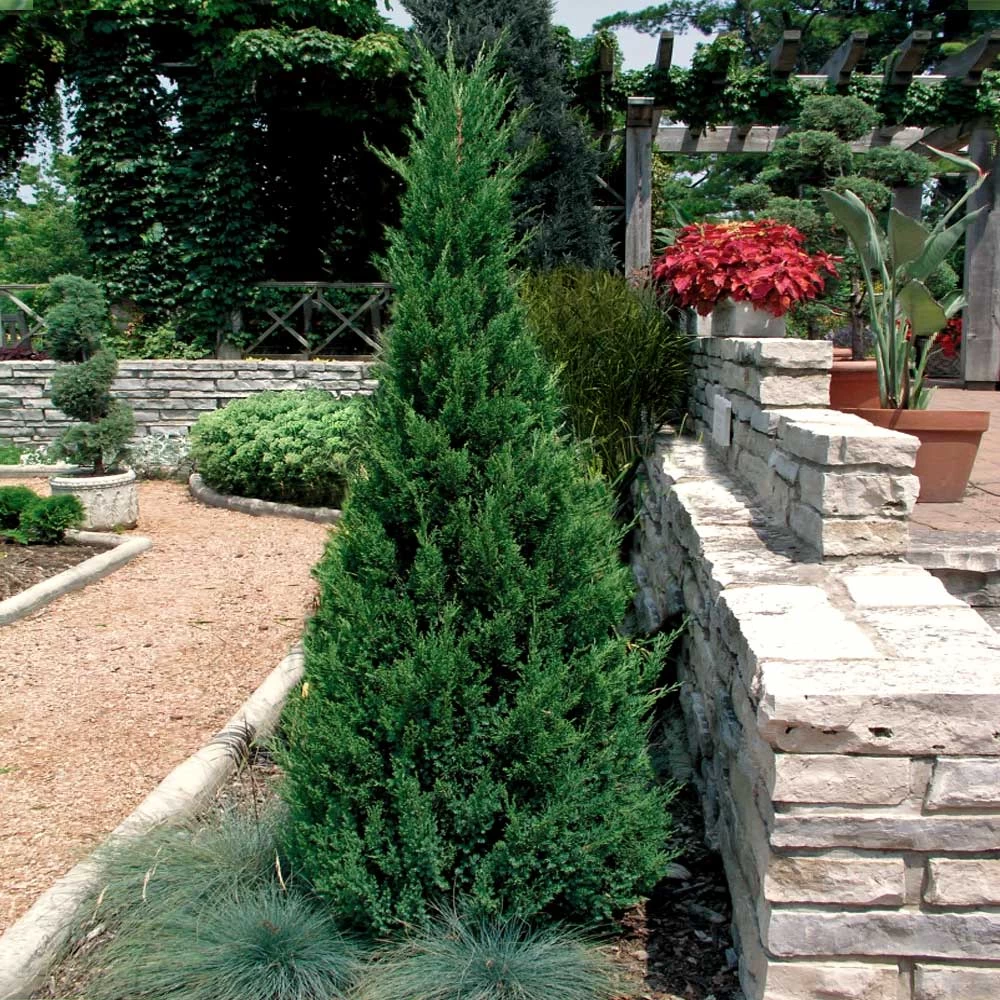 Blue Point Juniper - Image 3